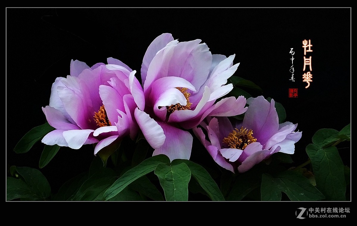 北京双秀公园牡丹(2)-恭贺好友“皓月长弓”再履新职！