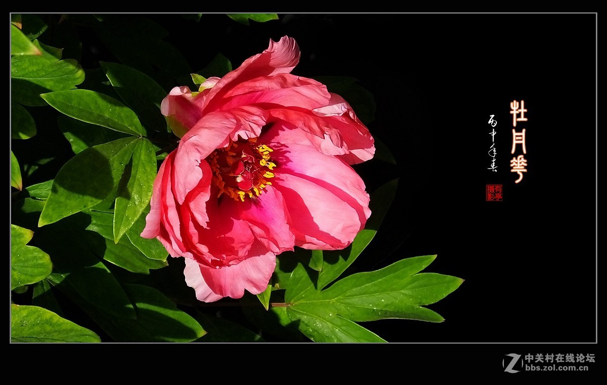 北京双秀公园牡丹(2)-恭贺好友“皓月长弓”再履新职！
