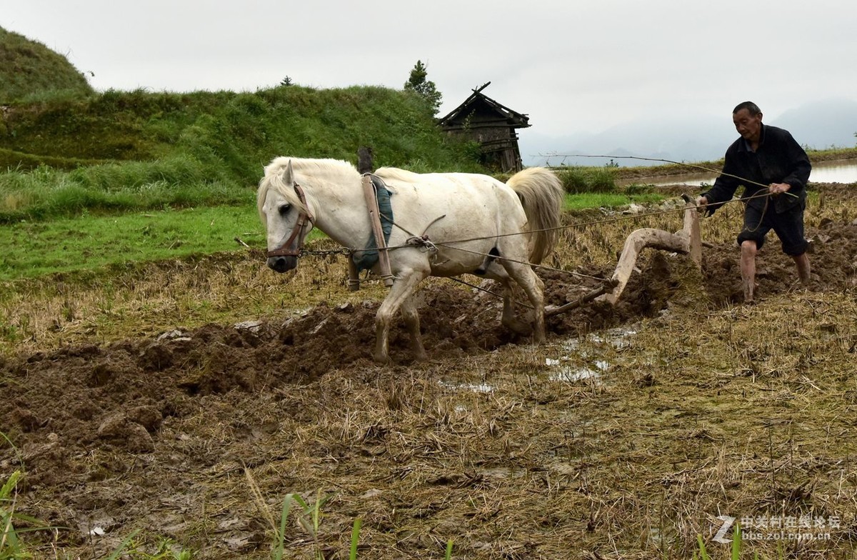 你见过马犁田吗