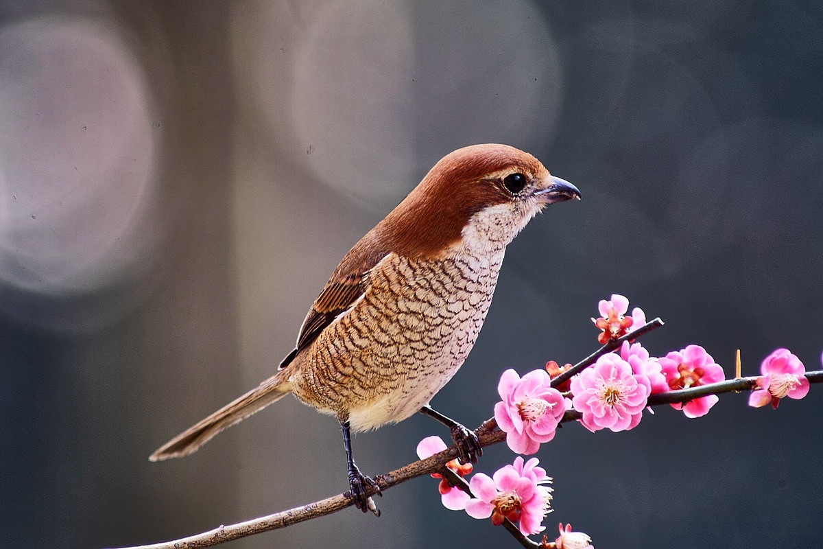 杭州西湖边拍的牛头伯劳鸟