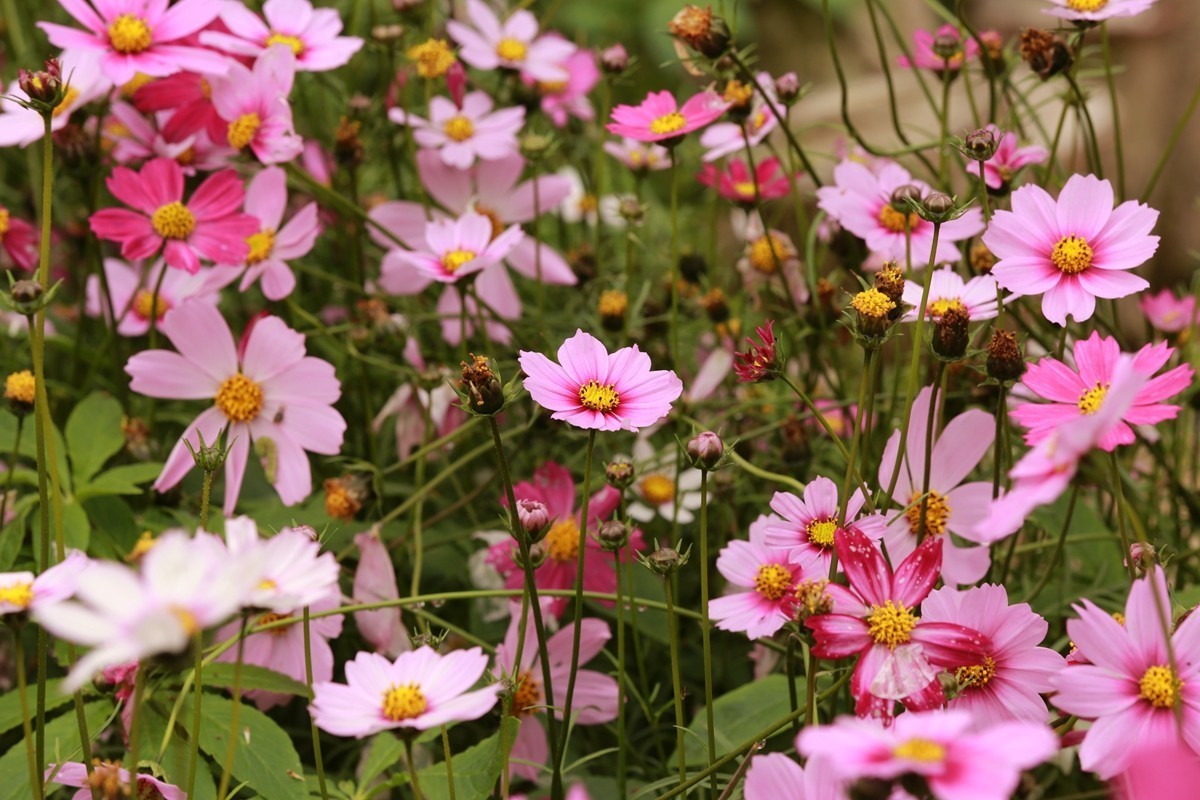 大年初八珠海农科奇观