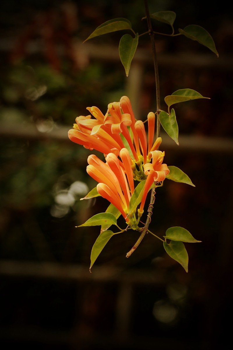 大年初八珠海农科奇观