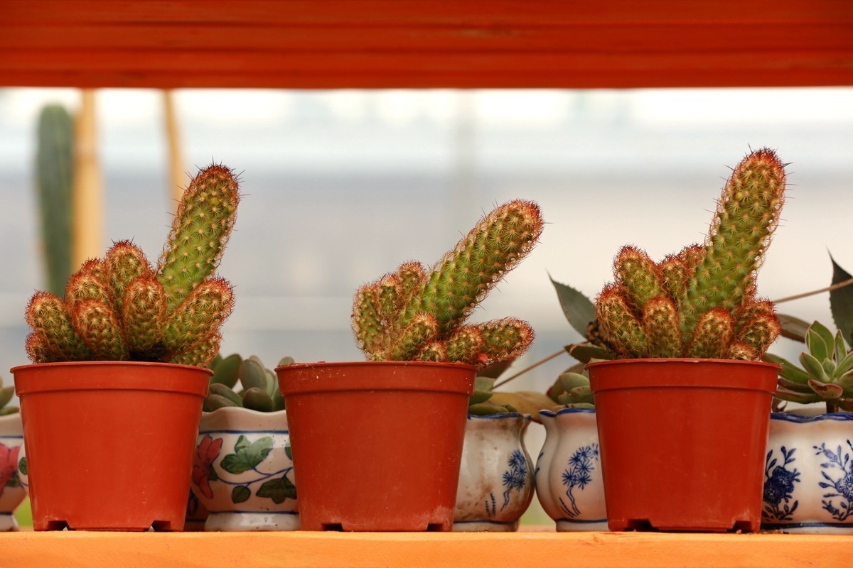 大年初八珠海农科奇观