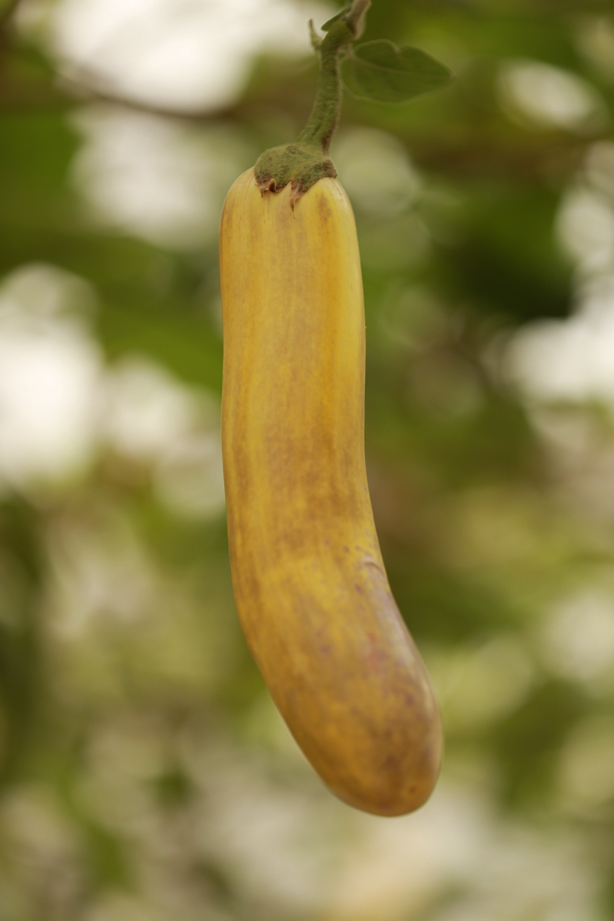 大年初八珠海农科奇观
