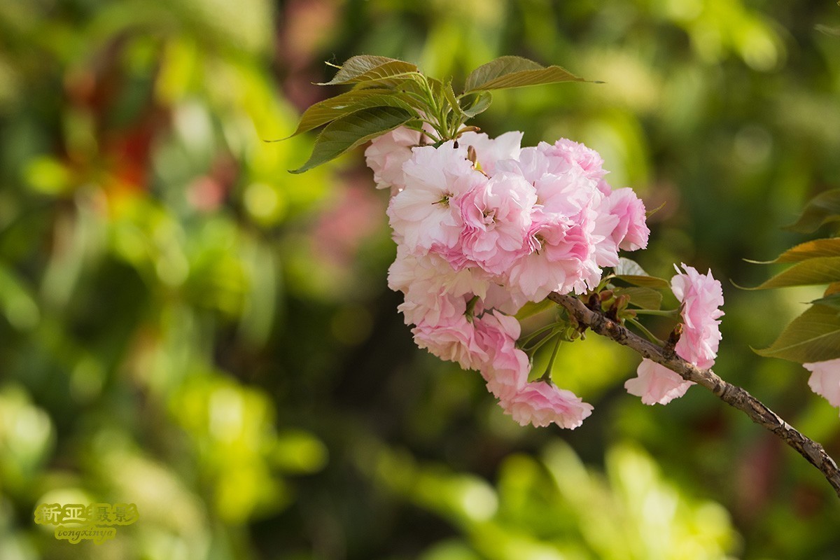 #版主坐堂#  2018年4月《佳能EF 24-105mm f/4L  IS USM镜头》星空(中国)优秀作品选编
