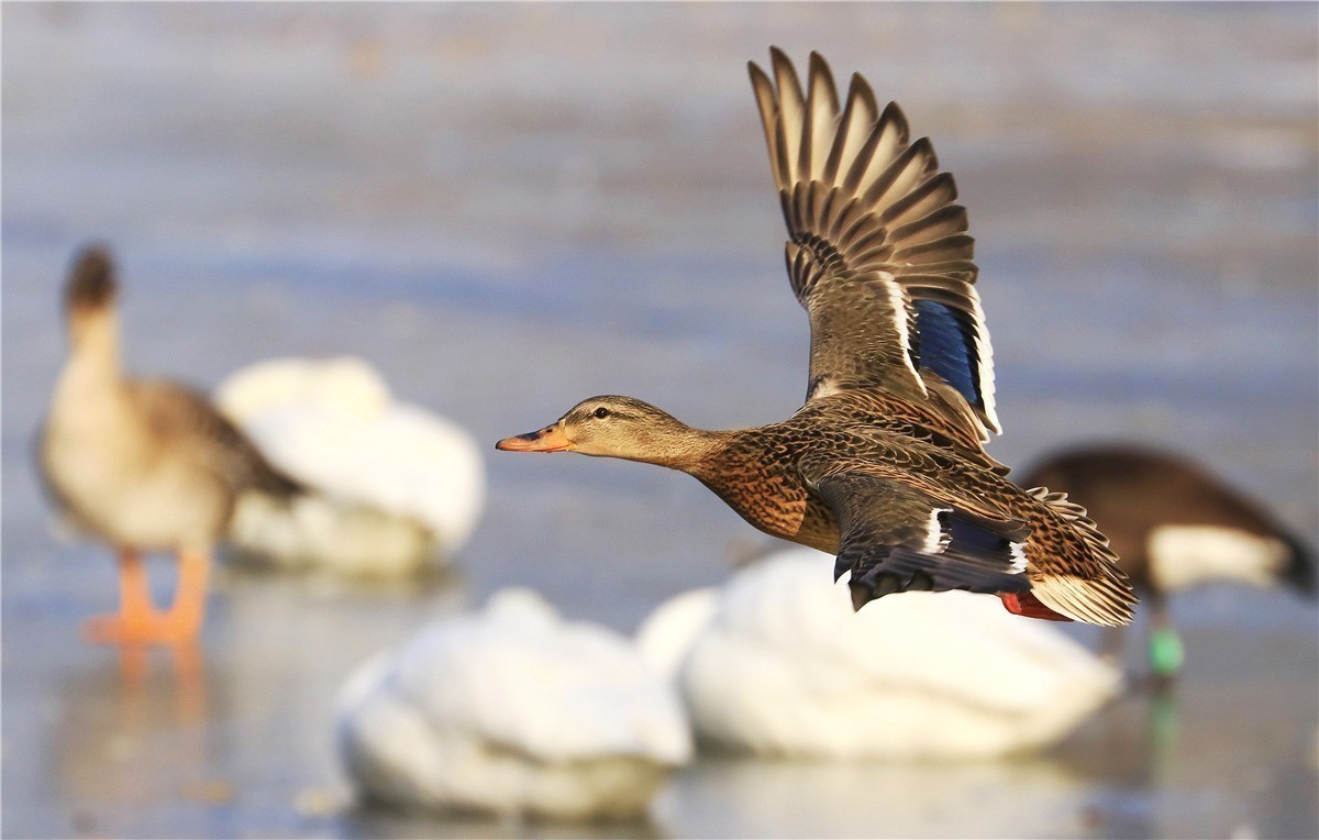 #版主坐堂#  2018年4月《佳能EF 24-105mm f/4L  IS USM镜头》星空(中国)优秀作品选编