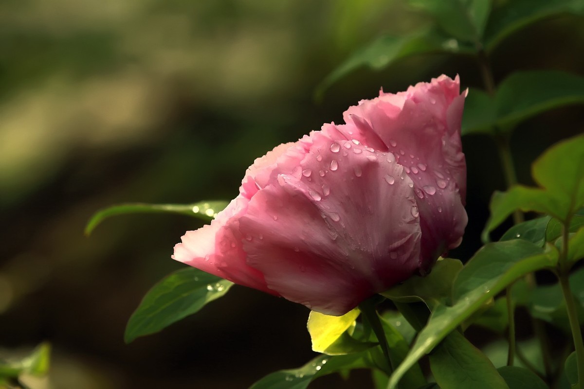 #版主坐堂#  2018年4月《佳能EF 24-105mm f/4L  IS USM镜头》星空(中国)优秀作品选编