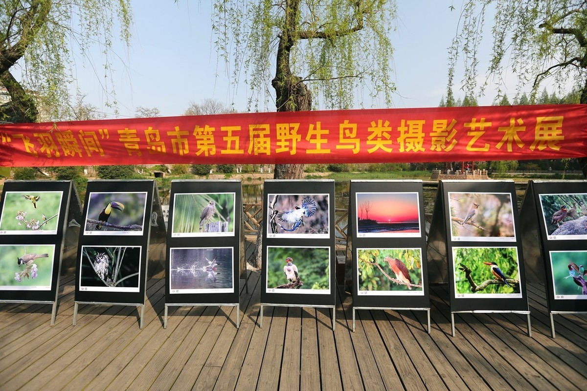 “飞羽瞬间”青岛市第五届野生鸟类摄影艺术展