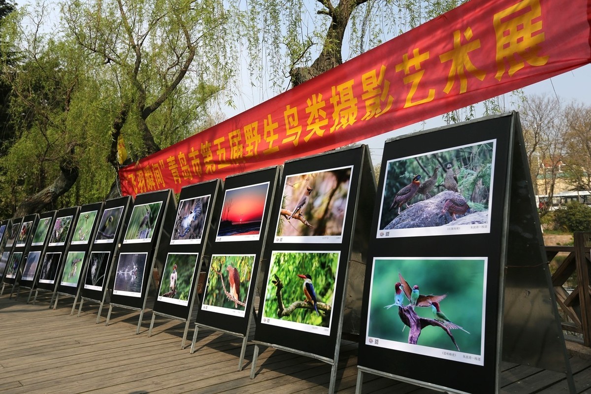 “飞羽瞬间”青岛市第五届野生鸟类摄影艺术展