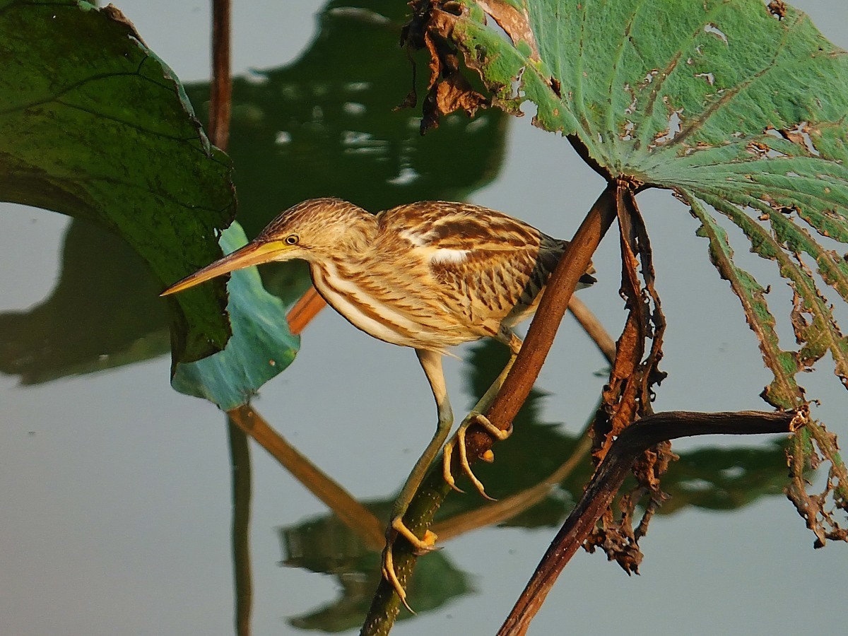 黄苇鳽  (5)