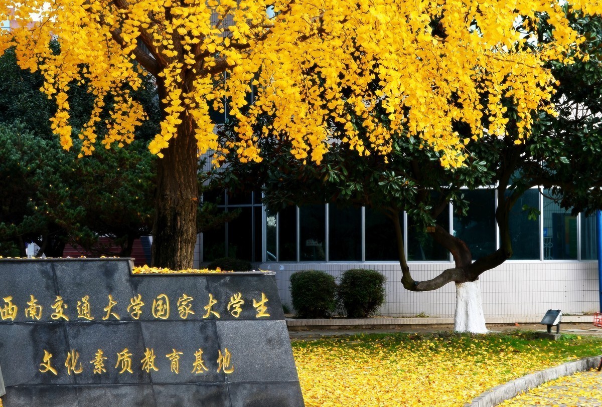 西南交大校园内的银杏