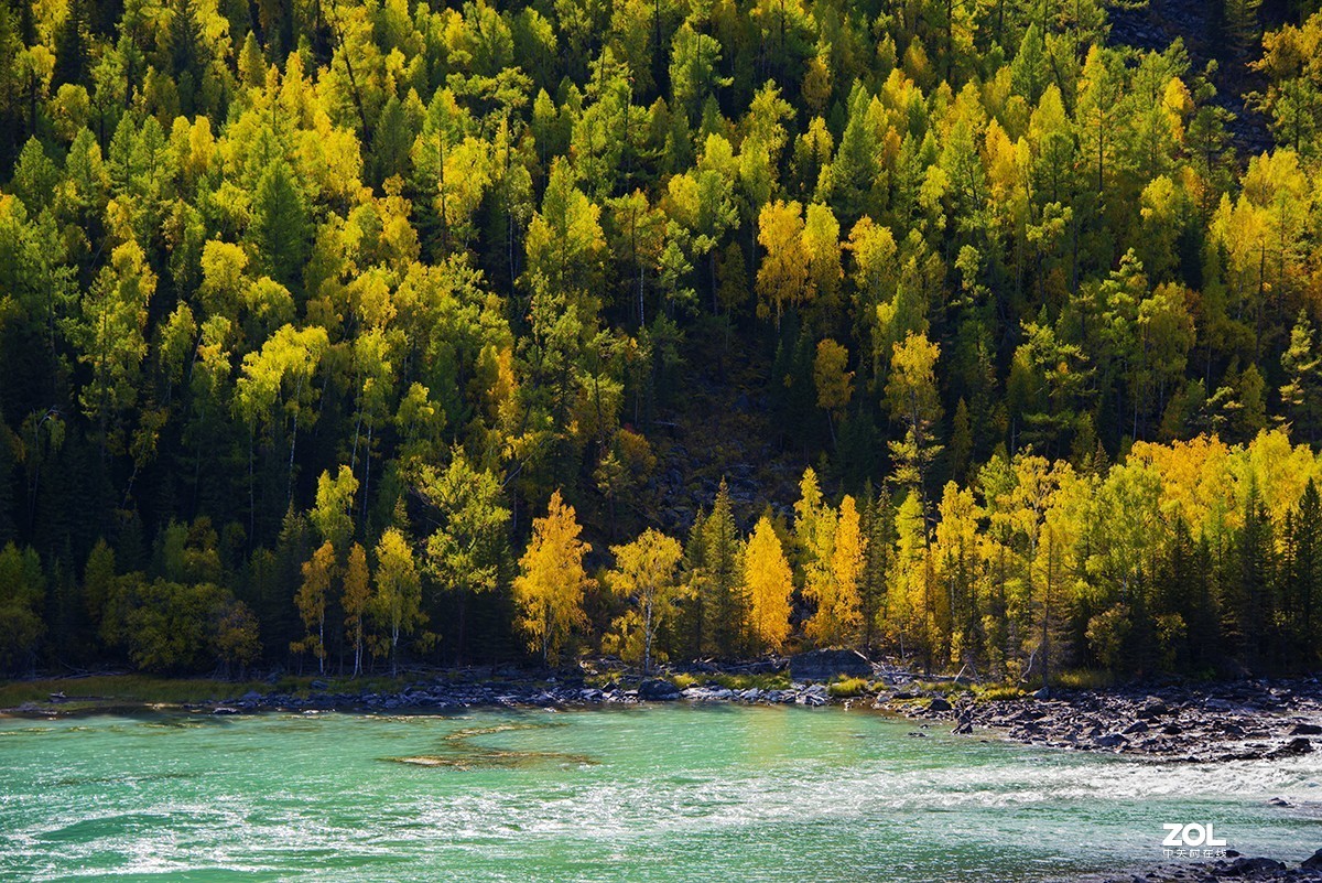 美丽的新疆之---喀纳斯（6)