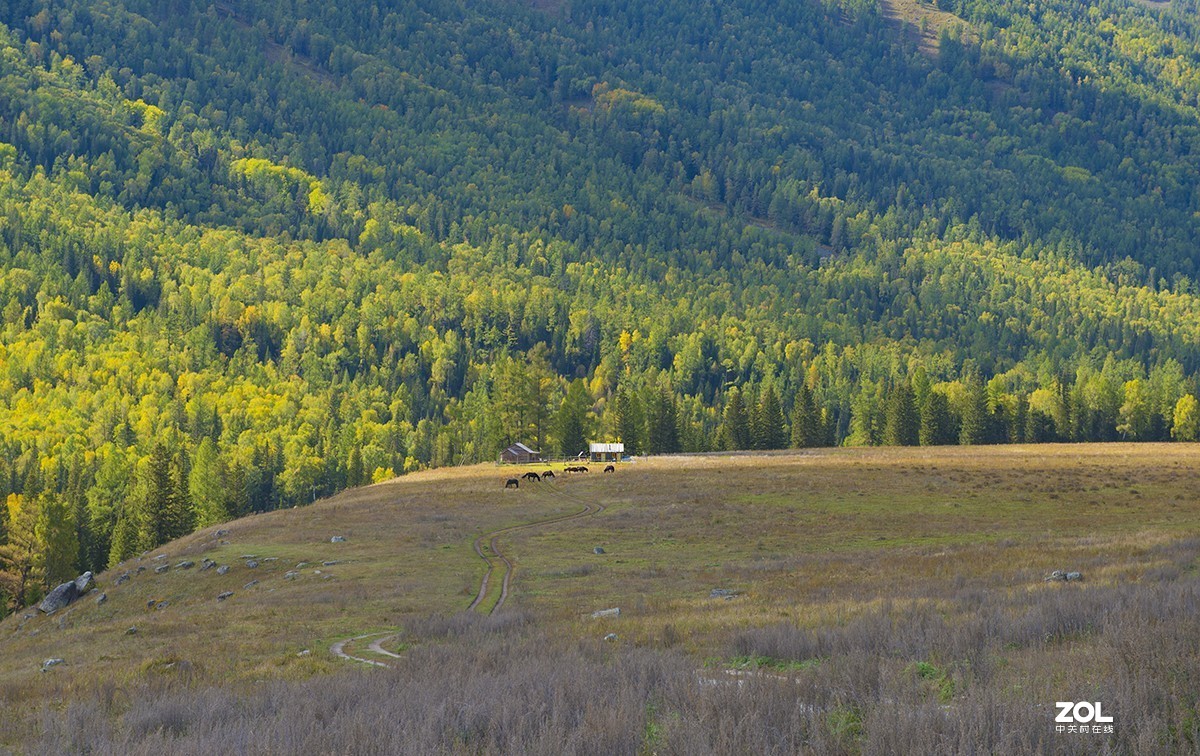 美丽的新疆之---喀纳斯（6)