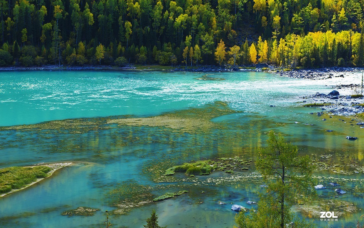 美丽的新疆之---喀纳斯（6)