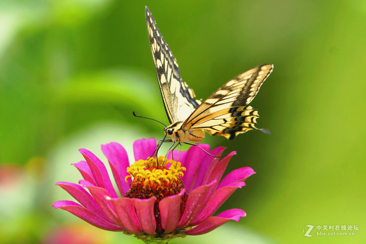 彩蝶轻点花（二）