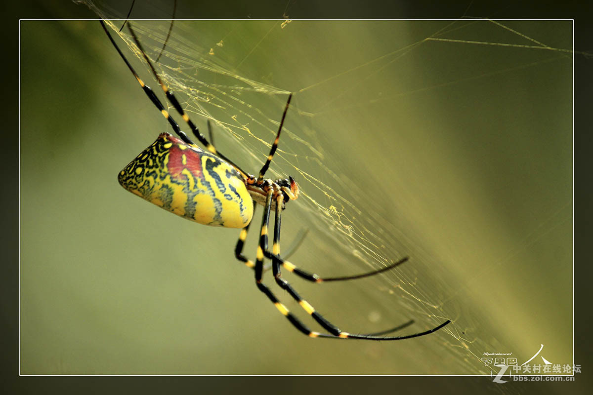 彩色蜘蛛