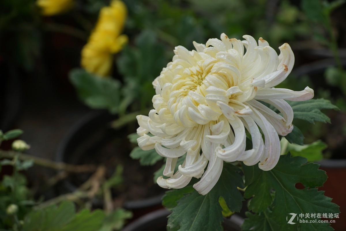 中秋小小白赏菊