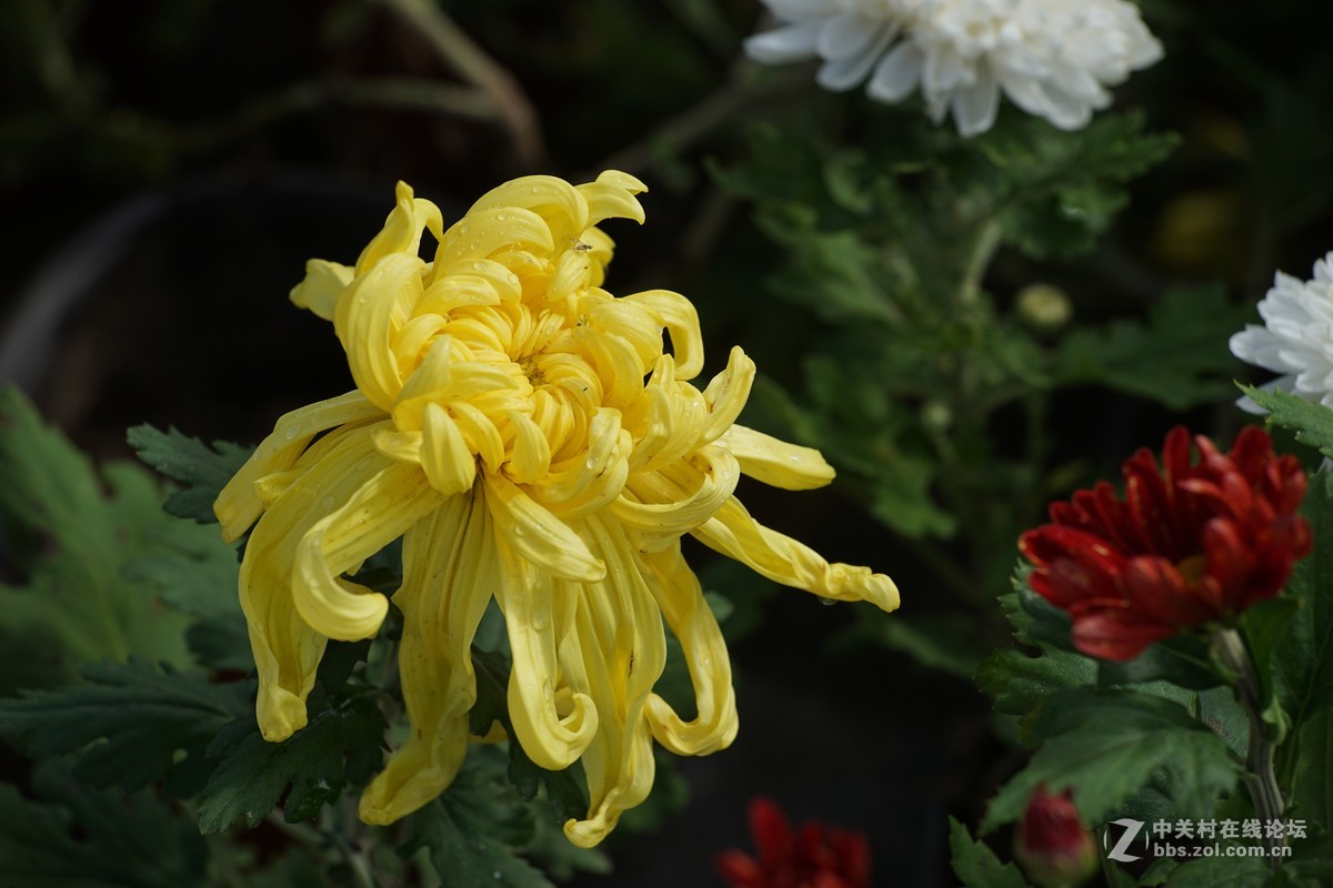 中秋小小白赏菊