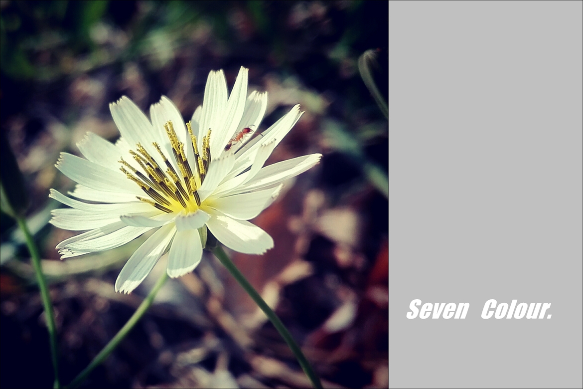 华为P8青春版杂拍