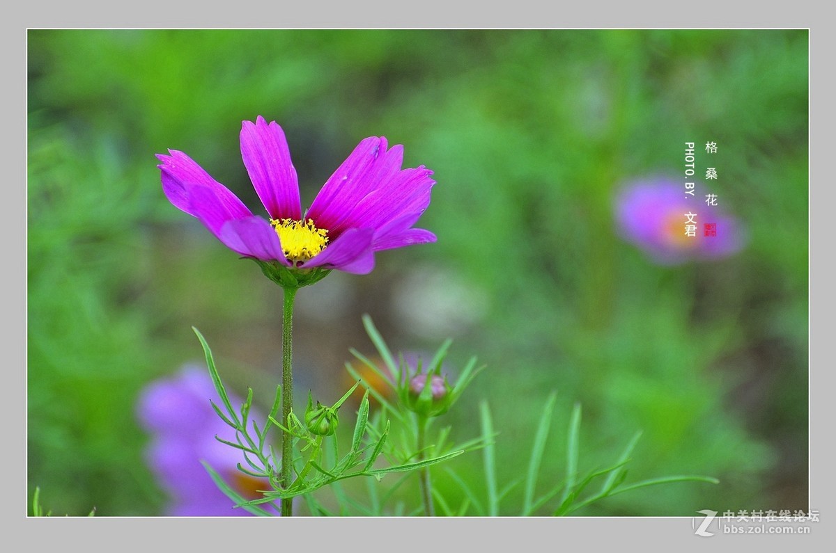 【视觉光影】格桑花