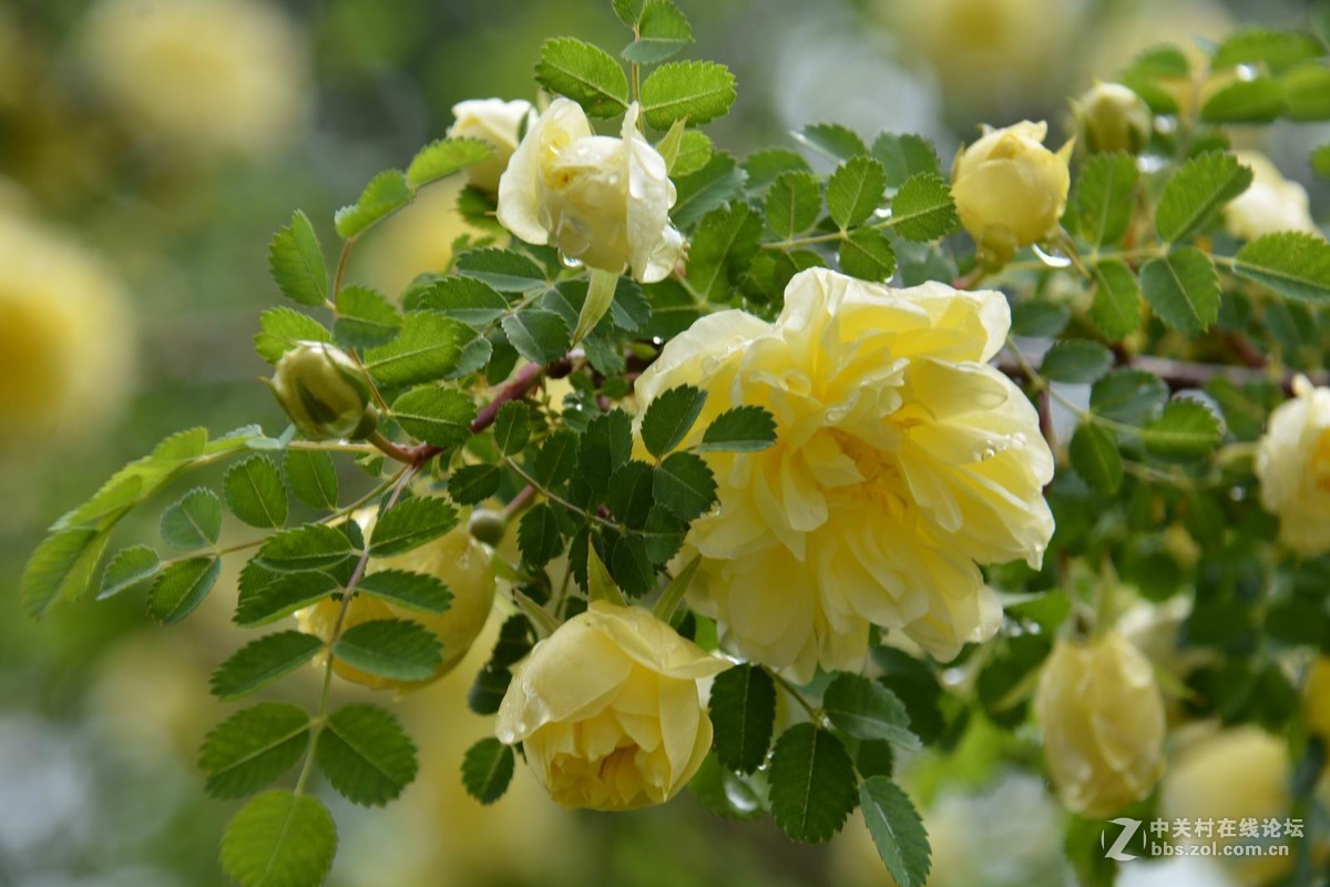 贺新年向好友们献花祝福