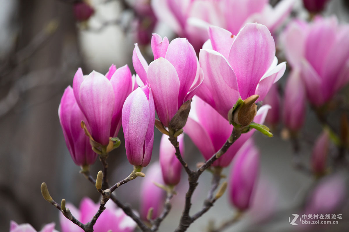 春风中的紫玉兰花