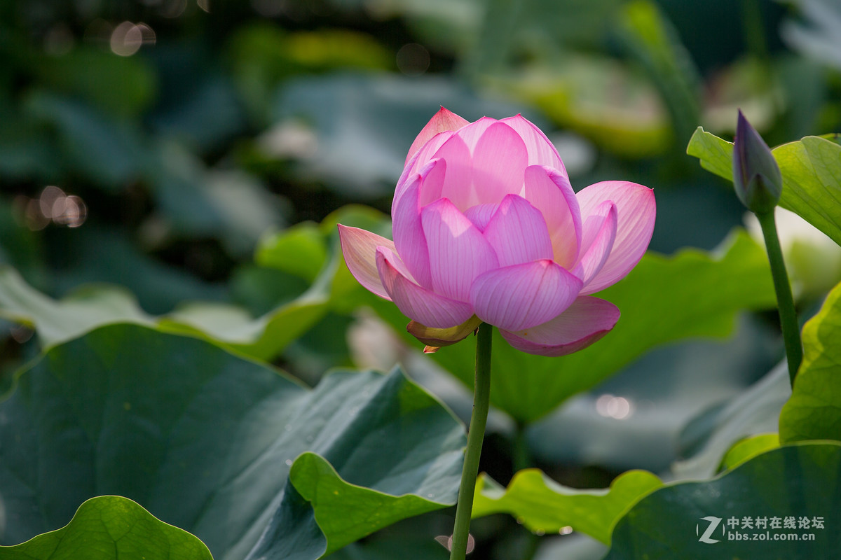 #佳能月赛-人与自然#--含苞待放