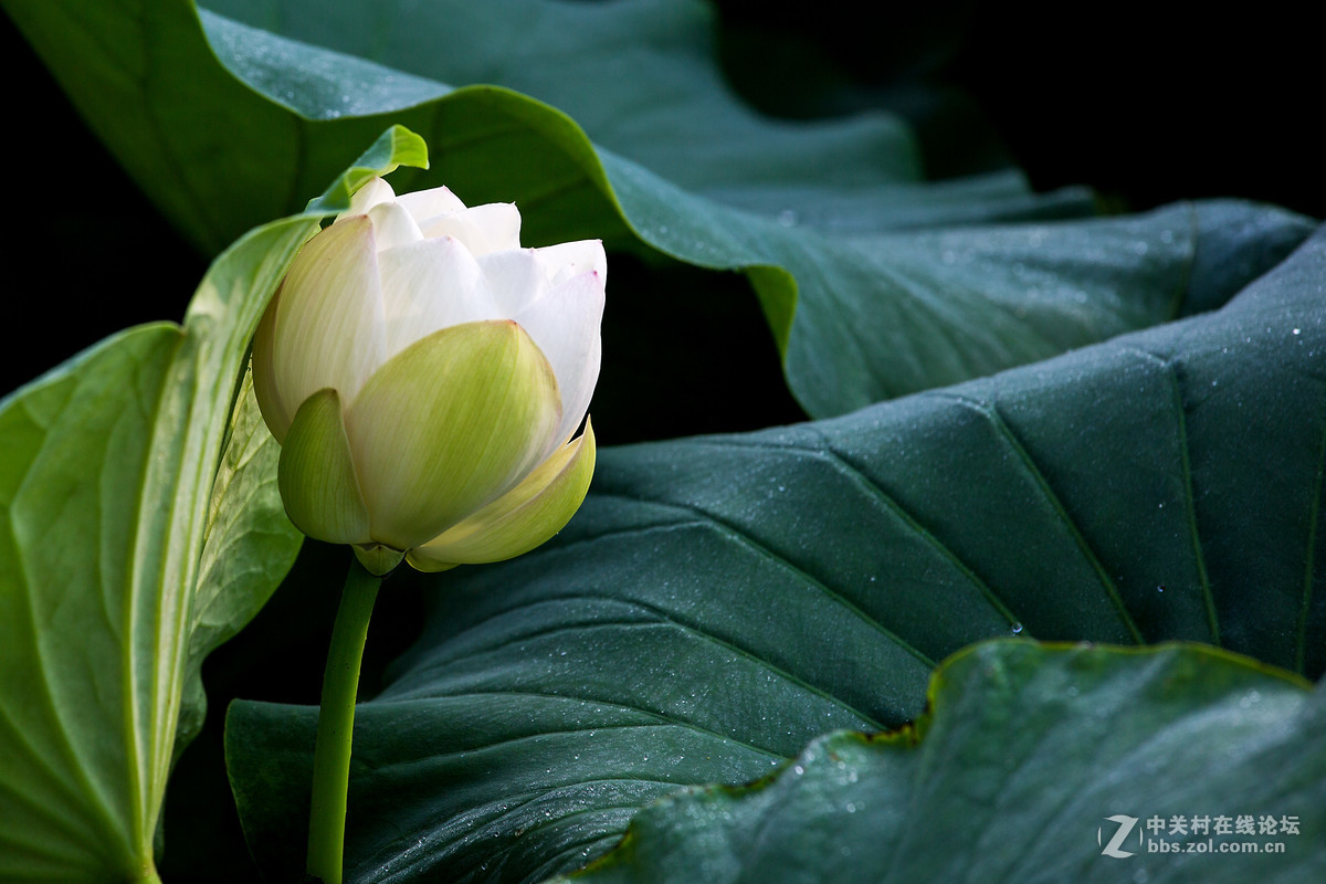#佳能月赛-人与自然#--含苞待放