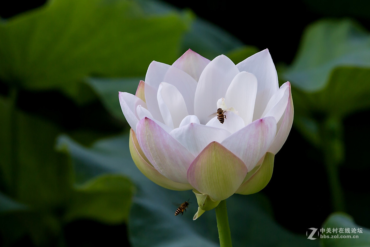 #佳能月赛-人与自然#--含苞待放