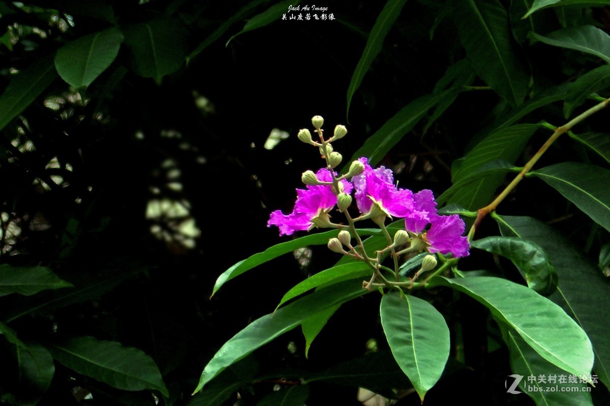 习作-花卉-紫薇花开