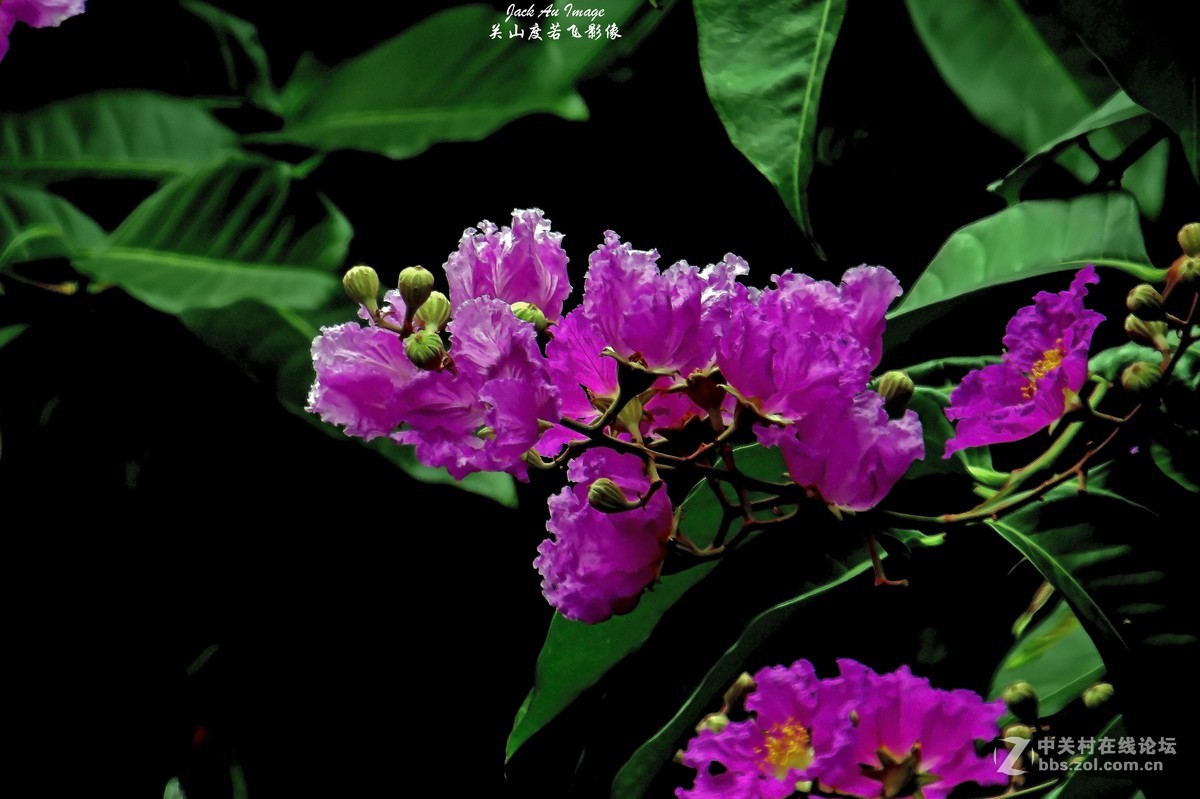 习作-花卉-紫薇花开