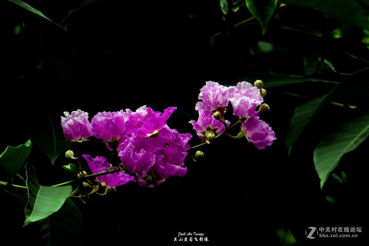 习作-花卉-紫薇花开