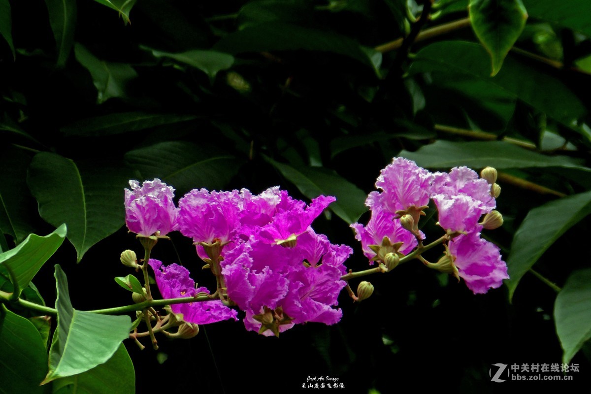 习作-花卉-紫薇花开