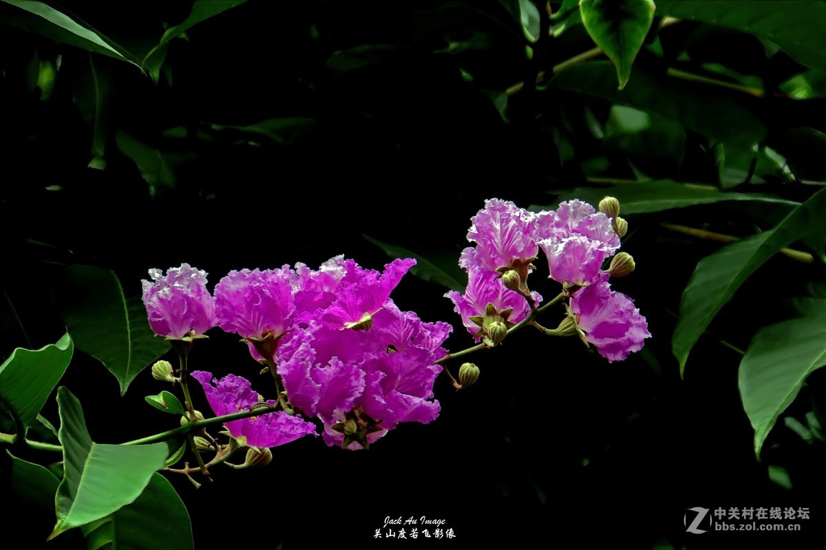 习作-花卉-紫薇花开