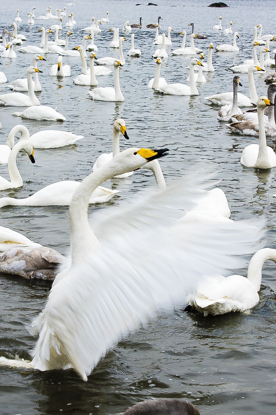 舞动翅膀的白天鹅p10