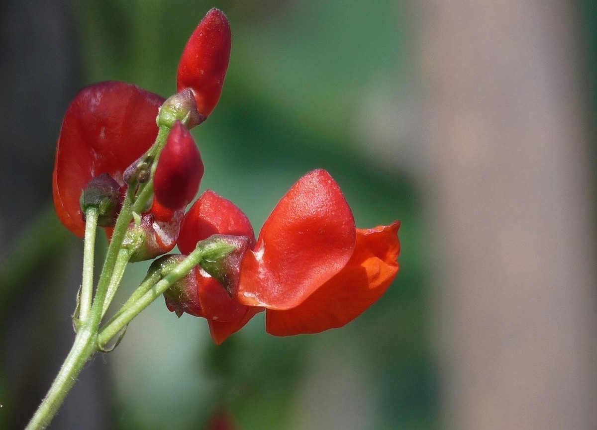 火红的豆角花祝众摄友五一节快乐