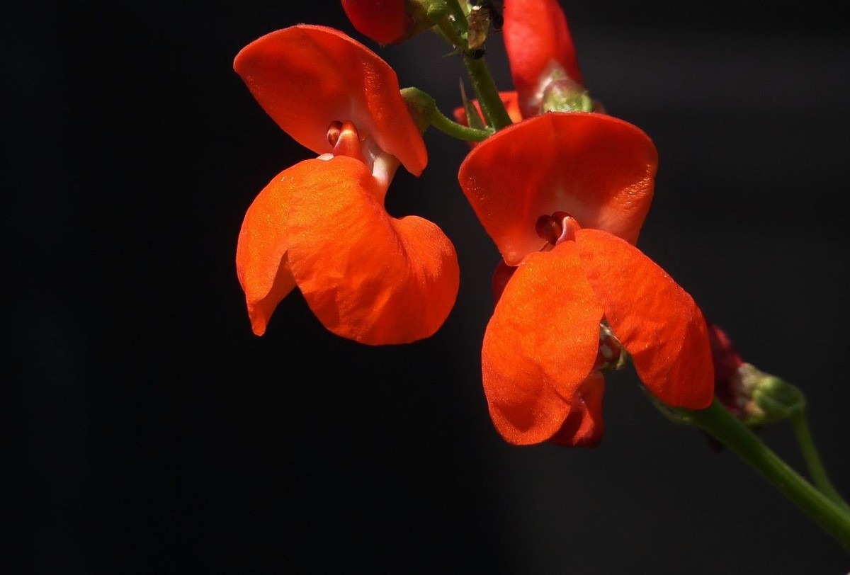 火红的豆角花祝众摄友五一节快乐