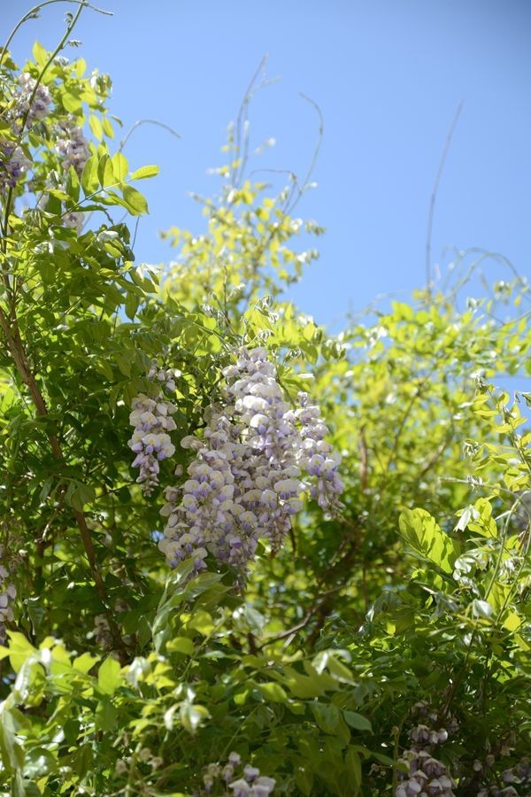 又一个春天的映像