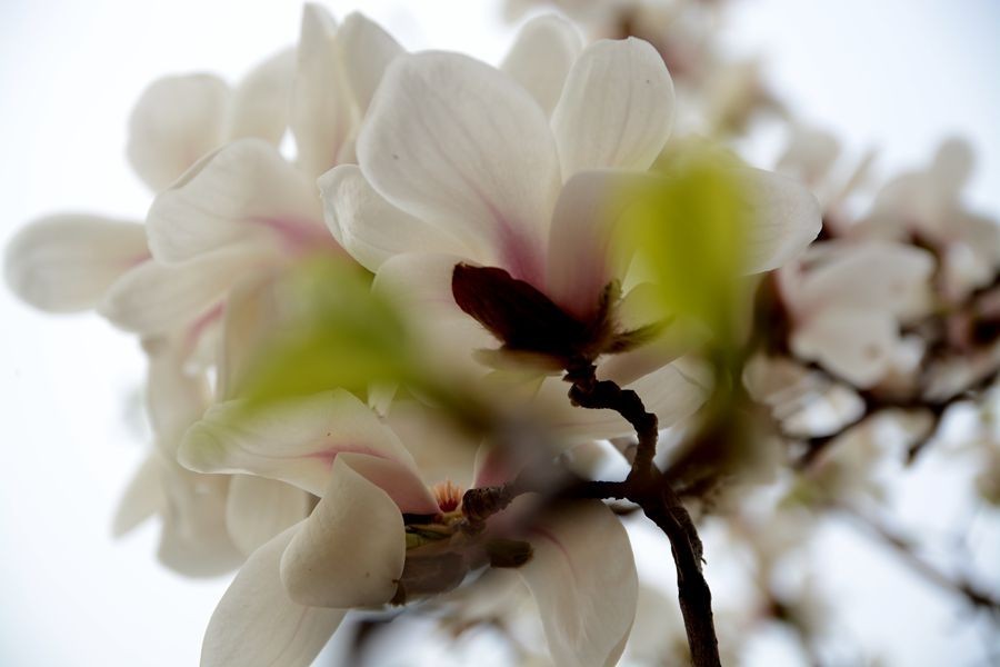 又一个春天的映像