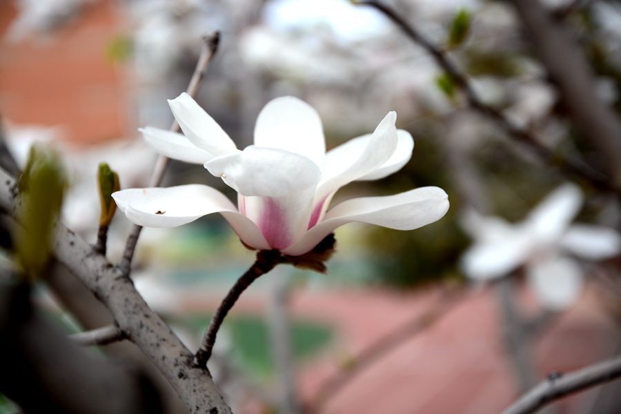 又一个春天的映像