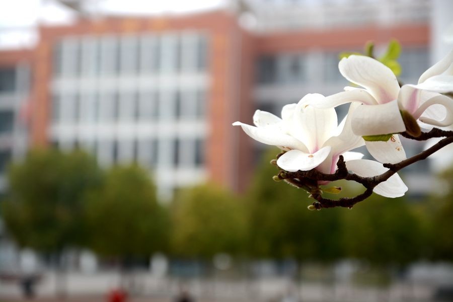 又一个春天的映像