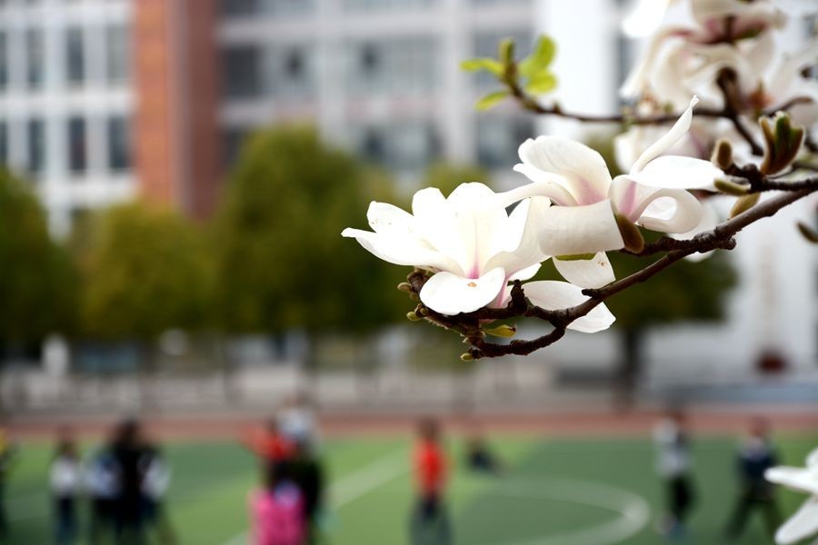 又一个春天的映像