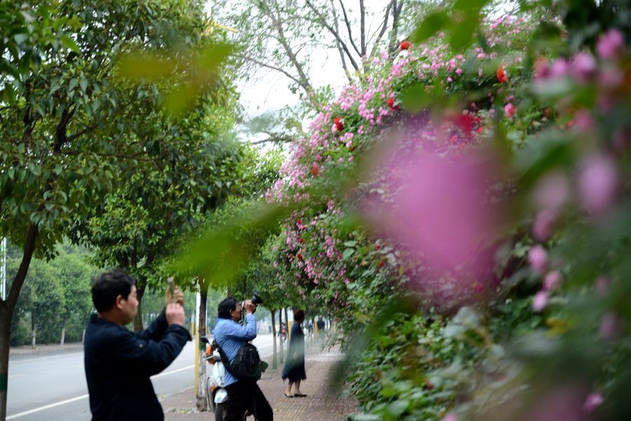 又一个春天的映像