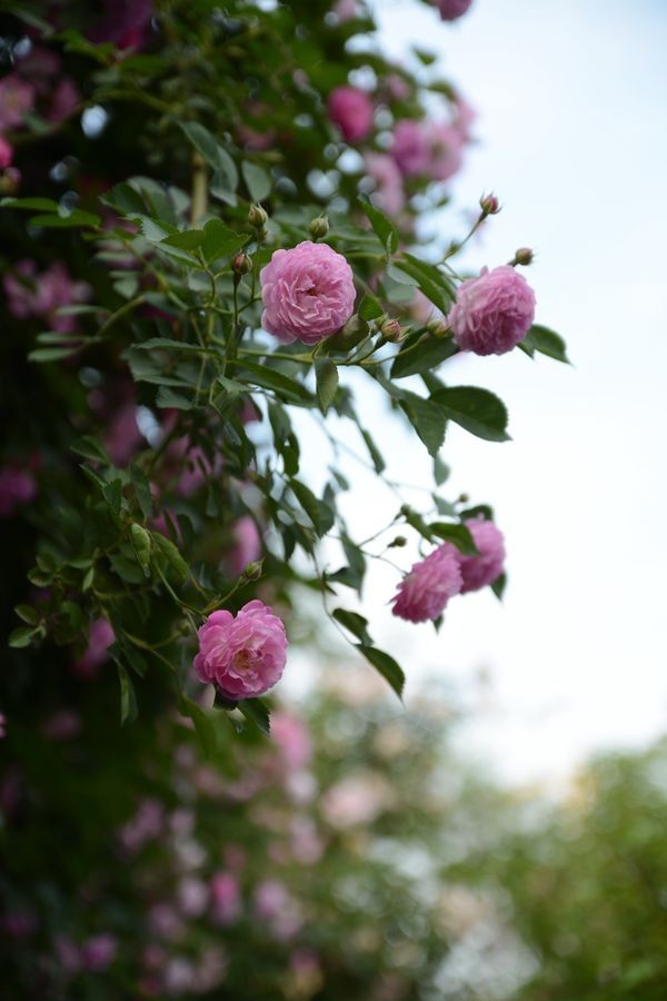 又一个春天的映像