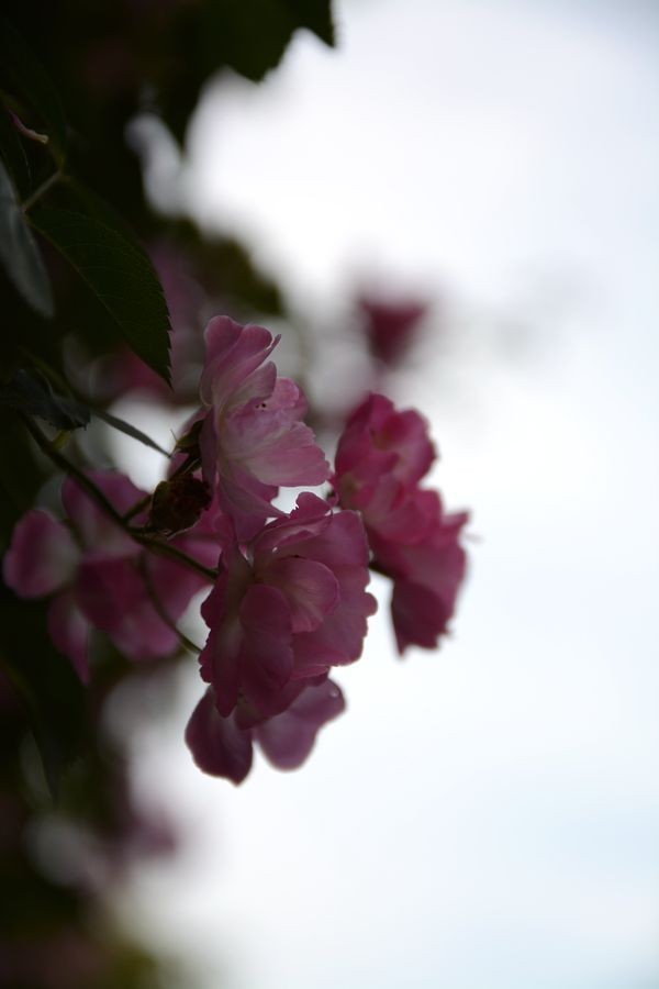 又一个春天的映像