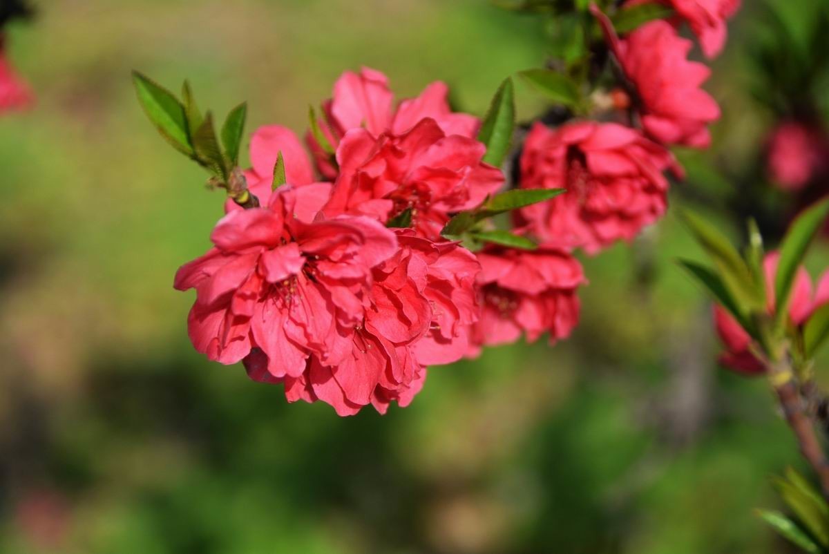 #版主坐堂#2018年4月份《承德》优秀作品选辑