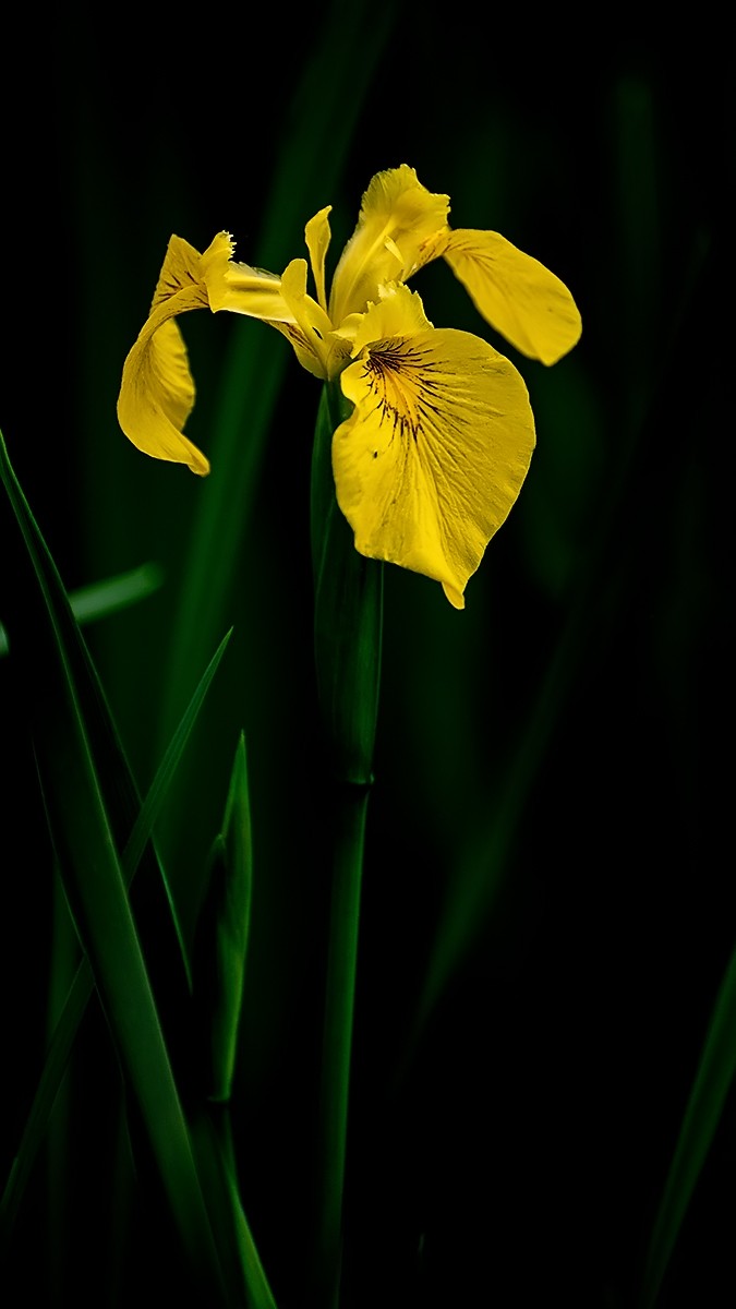 一组黄色的鸢尾花祝五一节快乐