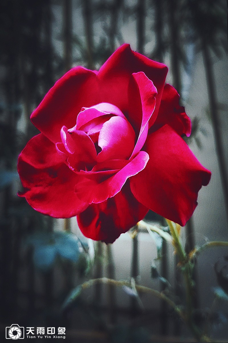 花中皇后——《月月红》