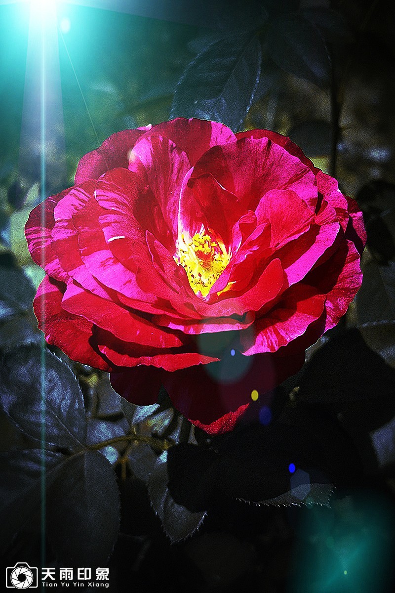 花中皇后——《月月红》