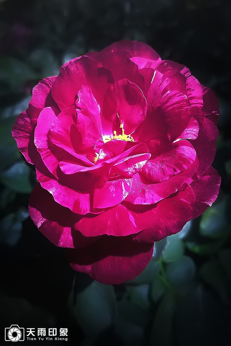 花中皇后——《月月红》